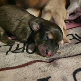 Fancy - Red female Dachshund puppy in Lebanon, Oregon from Willow Moons Dachshunds