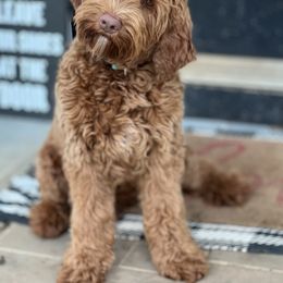 Lucky Country Sally-Available for placement in Raleigh NC home only - Caramel red Australian Labradoodle puppy in Wake Forest, North Carolina from Lucky Country Labradoodles