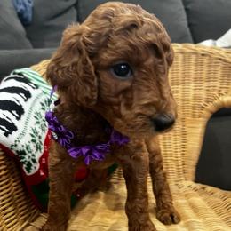 Lainey Wilson - Red  female Goldendoodle puppy in Camden, North Carolina from Oopsie Doodles of NC