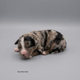 Roscoe - Blue merle male Australian Shepherd puppy in Fort Myers, Florida from U Cross Australian Shepherds