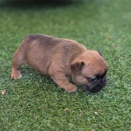 Red fawn - Fawn female French Bulldog puppy in Polk City, Florida from Best Friend Frenchies, LLC