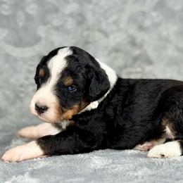 BTM - Black tri-color male Aussiedoodle puppy in Prague, Oklahoma from Classic K9’s  Aussies & Doodles