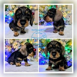 Morticia (Purple) - Wild  boar and tan female Dachshund puppy in Moses Lake, Washington from Invading Dachshunds : AKC Miniature Wirehairs