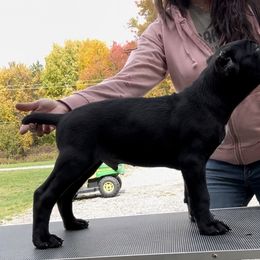 Boy 6 - Cane Corso puppy in Mercer, Pennsylvania from Midnight Cane Corso USA