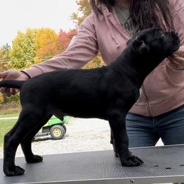 Boy 6 - Cane Corso puppy in Mercer, Pennsylvania from Midnight Cane Corso USA