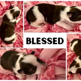 Border Collie Puppies from Pam's Dog Academy & Border Collies