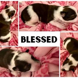 Border Collie Puppies from Pam's Dog Academy & Border Collies