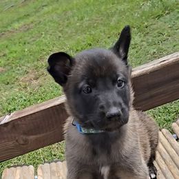 Skys Azure - Mahogany female Belgian Malinois puppy in Berry, Alabama from North River k9