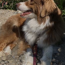 Aussiedoodles, Australian Shepherds, Miniature Australian Shepherds, and Poodles from Albright Hobby Farm