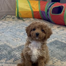 Rudolph - Apricot Aussiedoodle puppy in Runnels County, Texas from Lollipups Mini Aussiedoodles