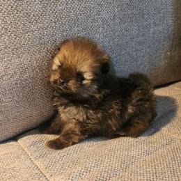 Bright Red Boy - Red male Pomeranian puppy in Broomfield, Colorado from Diamond-Pom