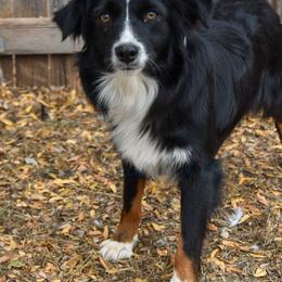 Gidget - Miniature Australian Shepherd puppy from Texas Bluebonnet Herders