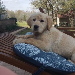 Goldendoodle and Golden Retriever Puppies from A Golden Summer