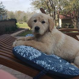 Goldendoodle and Golden Retriever Puppies from A Golden Summer