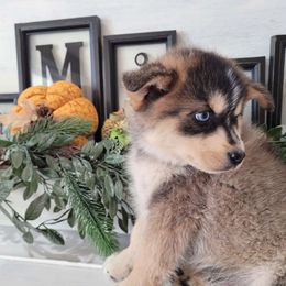 Dr. Watson - Pomsky puppy from Big Sky Pomskies