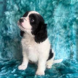Puppy cakes - Black and white male Cavapoo puppy in Knoxville, Tennessee from Rocky Top Cavapoos