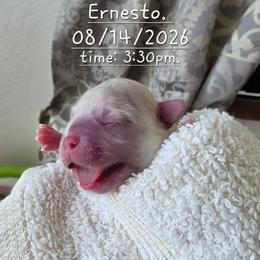 Girl1 - White female Chihuahua puppy in Alaska from Snowy Mountains Chihuahua