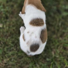Basset Hound Puppies from Fisher's Couch Hounds