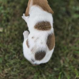 Basset Hound Puppies from Fisher's Couch Hounds