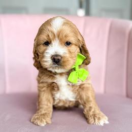Noon - Buff and white male Cockapoo puppy in West Haven, Utah from Split Mountain Doodles