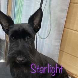 Scottish Terrier Puppies from Starlight Scotties