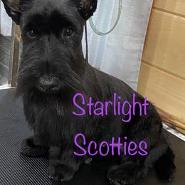 Scottish Terrier Puppies from Starlight Scotties
