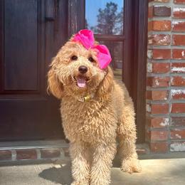 Leia - Goldendoodle