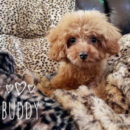 Buddy - Red male Cavapoo puppy in Warrensburg, Missouri from Supreme Doodles