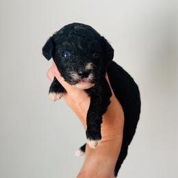 Dolly - Black female Goldendoodle puppy in Auburn, Indiana from Martin’s Doodles