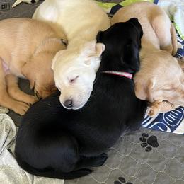 Labrador Retriever Puppies from Outlaw Ridge Kennels