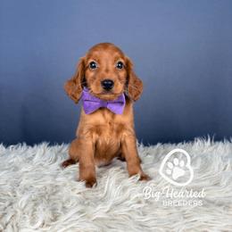 Skipper - Red male Companion Cross puppy in Utah County, Utah from Big Hearted Breeders