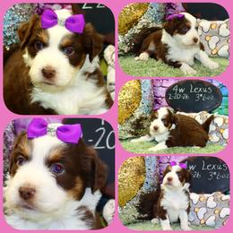 Lexus - Red tri female Toy Australian Shepherd puppy in Levelland, Texas from Once Upon a Time Aussies