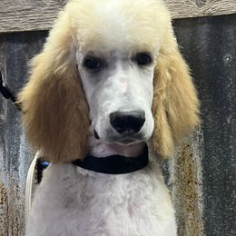 Boy 1 - Parti Poodle puppy in New Braunfels, Texas from Angelic Goldens