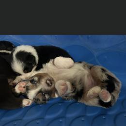 Miniature Australian Shepherd Puppies from SOCAL AUSSIES