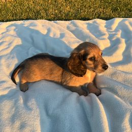 Moose - Sable male Dachshund puppy in Modesto, California from Raws Doxies