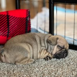French Bulldog Puppies from Spindle City Frenchies