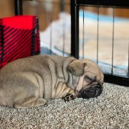 French Bulldog Puppies from Spindle City Frenchies