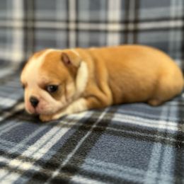 Fawn female - Boston Terrier puppy from Muggin Bostons N Frenchies