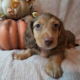 Toffee - Chocolate and tan male Dachshund puppy in Townsend, Georgia from Salt Creek Dachshunds