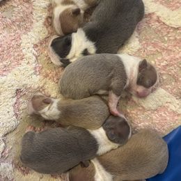 Lilac male - Lilac male Boston Terrier puppy in Mc Donough, Georgia from Ballard Boston Terriers & French Bulldogs