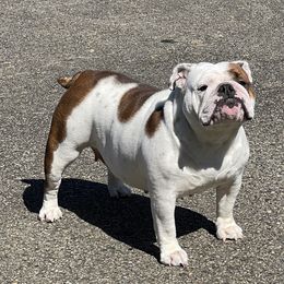 Zero - Bulldog