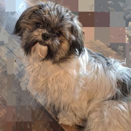 Jasmine - Shih Tzu