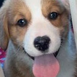 Pembroke Welsh Corgis from Abc Cattle Co corgis