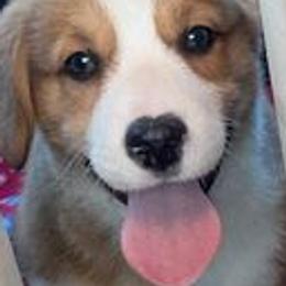 Pembroke Welsh Corgis from Abc Cattle Co corgis