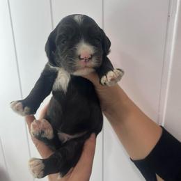 Bean - Black and chalk male Australian Labradoodle puppy in Orange, California from Little Kingdom Doodles