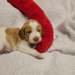 Girl 1 - Orange and white female Brittany puppy in Houston, Texas from Free Range Bird Dogs