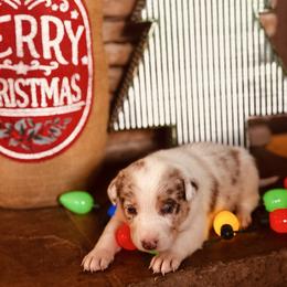 Trix x Latch - Girl 7 - Red merle - White and red merle female Border Collie puppy in Minden, Iowa from Rocking N Registered Border Collies & Labradors