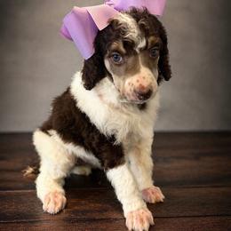 Rizzo - Parti female Poodle puppy in Washington, Pennsylvania from Patriotic Poodles