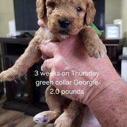 Green collar, Georgie - Apricot female Goldendoodle puppy in Fairmount, Indiana from Capens' Doodles,Poodles and Poo's