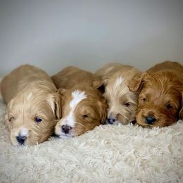 Australian Labradoodles from Triangle Labradoodles’s